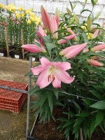 [5159 Tabledance Mak No01.JPG]